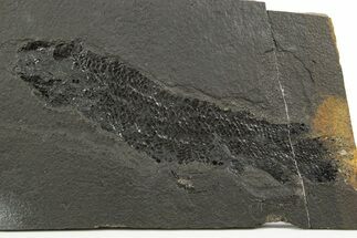 Rare Devonian Fish (Gyroptychius) Fossil - Scotland #304822