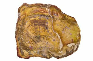 Colorful Petrified Wood (Araucaria) Slab - Madagascar #304924