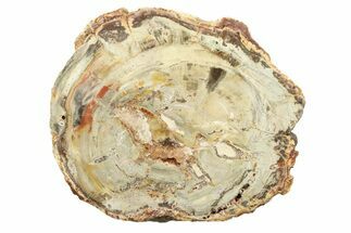 Beautiful Petrified Wood (Araucaria) Round - Madagascar #304948