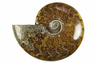 Polished Cretaceous Ammonite (Cleoniceras) Fossil - Madagascar #303893