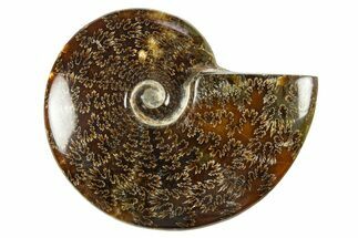 Polished Cretaceous Ammonite (Cleoniceras) Fossil - Madagascar #303937