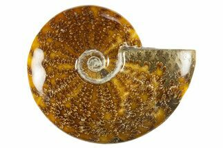 Polished Cretaceous Ammonite (Cleoniceras) Fossil - Madagascar #303945