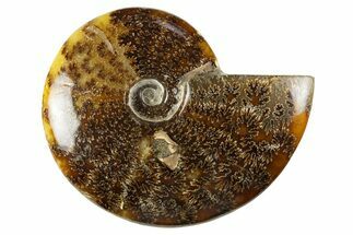 Polished Cretaceous Ammonite (Cleoniceras) Fossil - Madagascar #303958