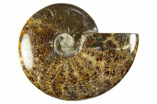 Polished Cretaceous Ammonite (Cleoniceras) Fossil - Madagascar #303963