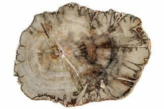 Colorful, Petrified Wood (Araucaria) Round - Madagascar #304813