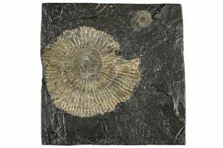 Dactylioceras Ammonite Fossil - Posidonia Shale, Germany #304955