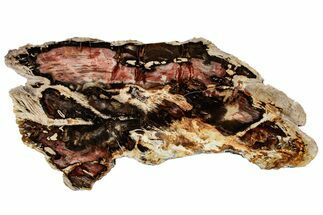 Colorful, Polished Petrified Wood Slab - Cherry Creek, NV #305086