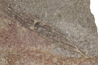 Fossil Eocrinoid (Ascocystites) - El Kaid Rami, Morocco #305129