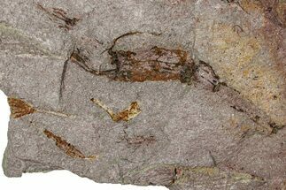 Eocrinoid (Ascocystites) Mortality Plate - Ordovician #305142