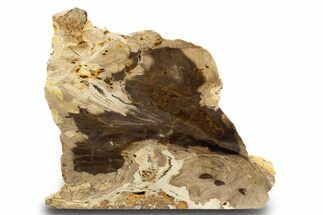 Polished, Petrified Wood (Metasequoia) Stand Up - Oregon #302945