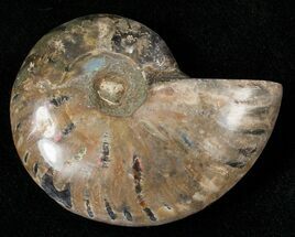 Wide Cleoniceras Ammonite #16707