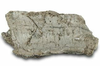 Petrified Wood Section with Sparkling Quartz - Arizona #305360