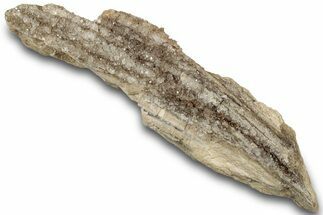 Petrified Wood Section with Sparkling Quartz - Arizona #305361