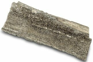 Petrified Wood Section with Sparkling Quartz - Arizona #305374
