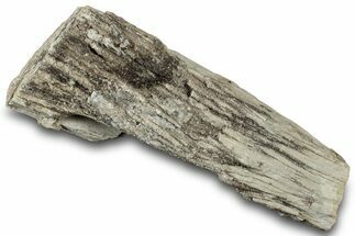 Petrified Wood Section with Sparkling Quartz - Arizona #305430