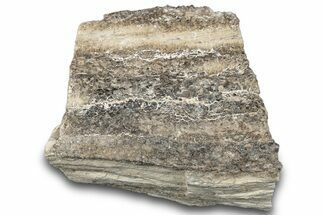 Petrified Wood Section with Sparkling Quartz - Arizona #305404