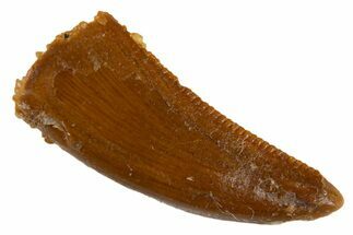 Serrated Raptor Tooth - Real Dinosaur Tooth #305495