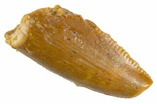 Serrated Raptor Premaxillary Tooth - Real Dinosaur Tooth #305514