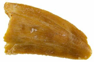 Bargain, Raptor Tooth - Real Dinosaur Tooth #305521