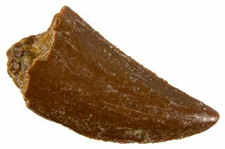 Serrated Raptor Tooth - Real Dinosaur Tooth #305525