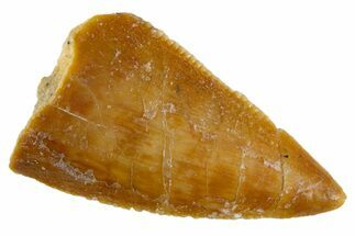 Serrated Raptor Tooth - Real Dinosaur Tooth #305532