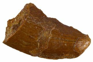 Bargain Raptor Tooth - Real Dinosaur Tooth #305533