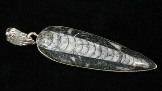 Fossil Orthoceras Pendant - Sterling Silver #16720