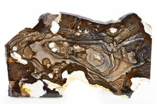 Polished Biggs Jasper Slab - Oregon #302911