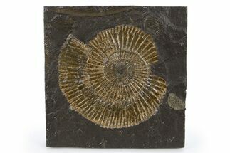 Dactylioceras Ammonite Fossil - Posidonia Shale, Germany #305716