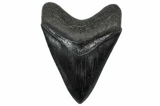 Serrated, Fossil Megalodon Tooth - South Carolina #301807