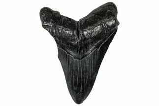 Fossil Megalodon Tooth - South Carolina #301813