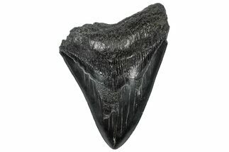 Bargain, Fossil Megalodon Tooth - South Carolina #301815