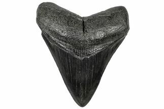 Fossil Megalodon Tooth - South Carolina #301818