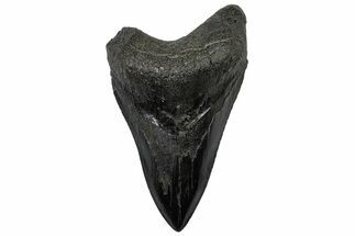 Serrated, Fossil Megalodon Tooth - South Carolina #301823