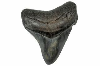 Fossil Megalodon Tooth - South Carolina #301827