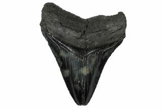 Serrated, Fossil Megalodon Tooth - South Carolina #301835