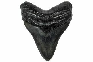 Fossil Megalodon Tooth - South Carolina #301836