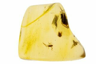 Polished Colombian Copal ( g) - Contains Winged Termite! #304209