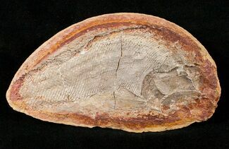 Pteronisculus Fossil Fish From Madagascar - Triassic #16732