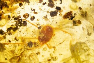 Polished Colombian Copal ( g) - Huge Orange Mite! #304251