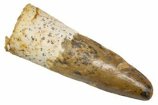 Fossil Spinosaurus Tooth - Real Dinosaur Tooth #305662