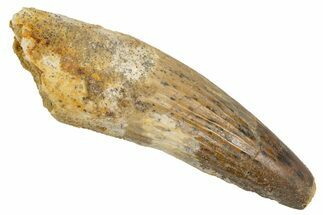 Fossil Spinosaurus Tooth - Real Dinosaur Tooth #305685