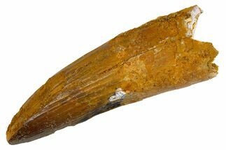 Fossil Spinosaurus Tooth - Real Dinosaur Tooth #305704