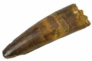 Fossil Spinosaurus Tooth - Real Dinosaur Tooth #305730