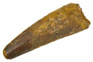 Fossil Spinosaurus Tooth - Real Dinosaur Tooth #305737