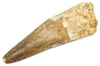 Fossil Spinosaurus Tooth - Real Dinosaur Tooth #305744