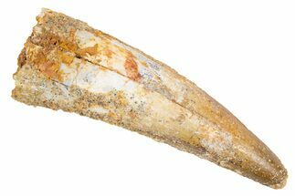 Fossil Spinosaurus Tooth - Real Dinosaur Tooth #305753