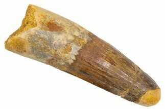 Fossil Spinosaurus Tooth - Real Dinosaur Tooth #305767