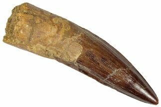 Fossil Spinosaurus Tooth - Real Dinosaur Tooth #305591