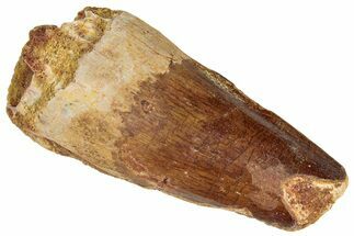 Fossil Spinosaurus Tooth - Real Dinosaur Tooth #305610